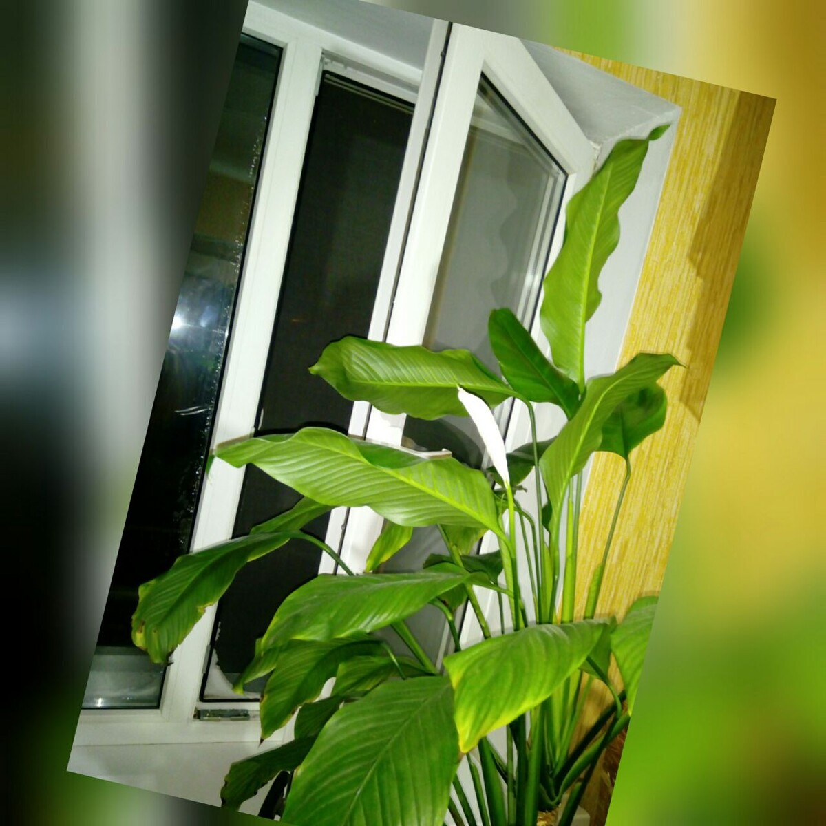 Заплачу себе и открою "окно возможностей".