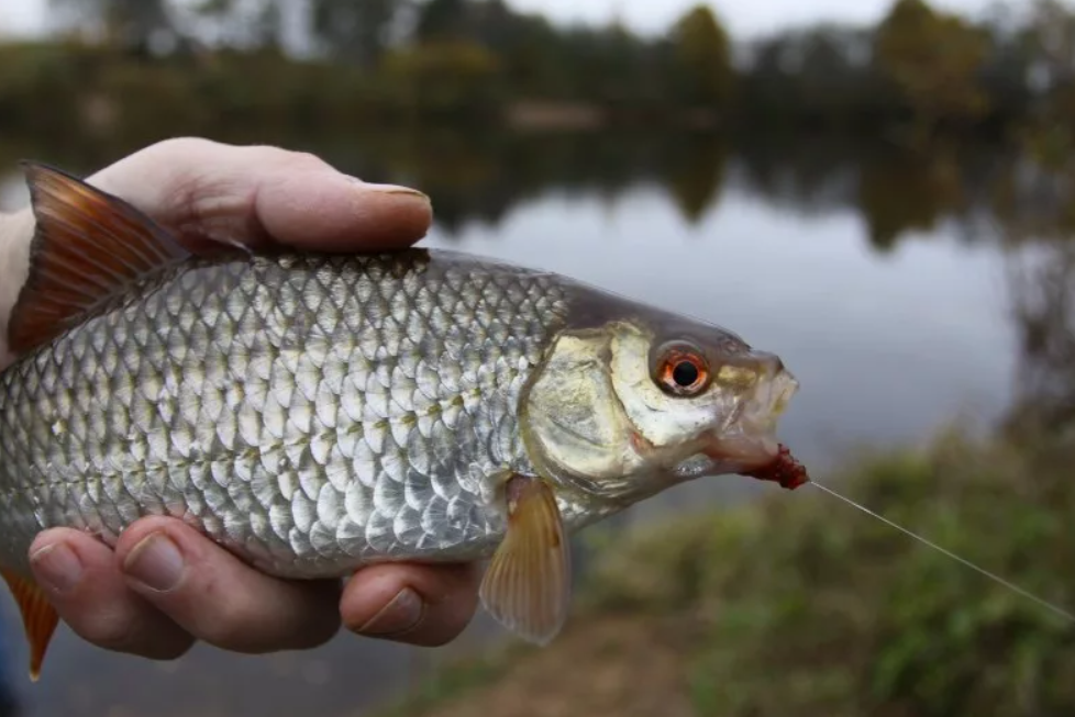 Рыба плотва 1кг. Плотва ласково. Плотва 10 кг. Сорожка плотва красноперка. Плотва 5.