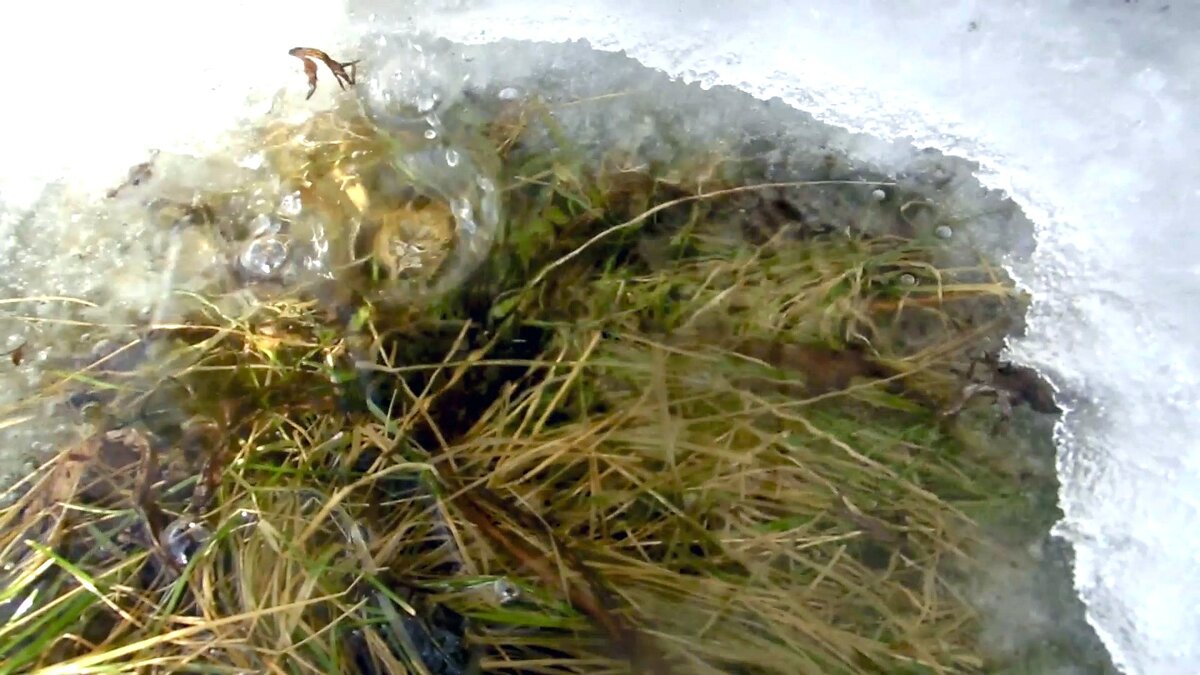 Оттаяла прошлогодняя трава (фото автора)