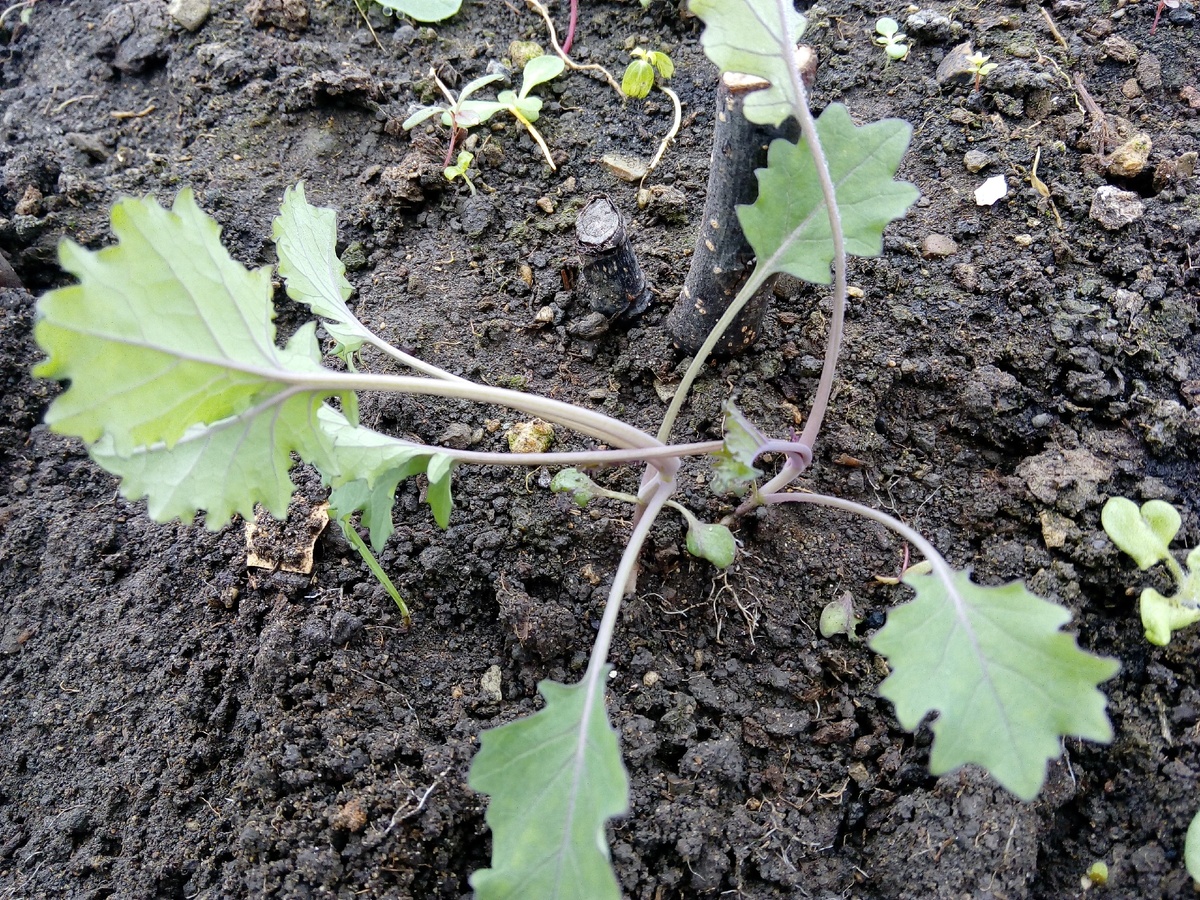 Фото автора. Кале красная. Листать вправо