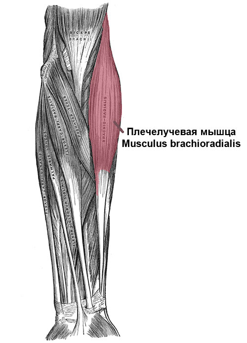 Миозит мышц предплечья