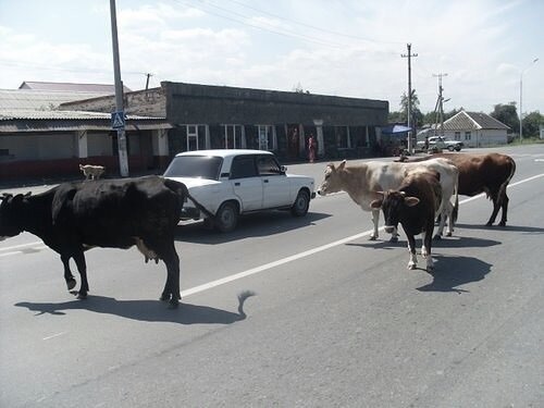 коровы в Абхазии