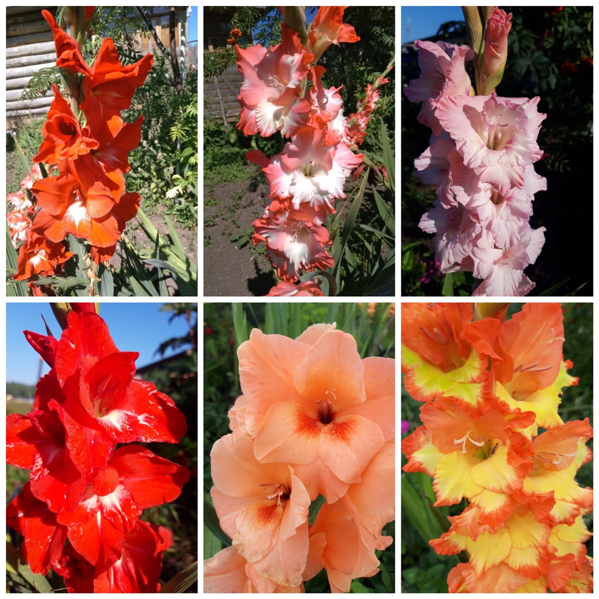    Гладиолус-это ,,король" сада