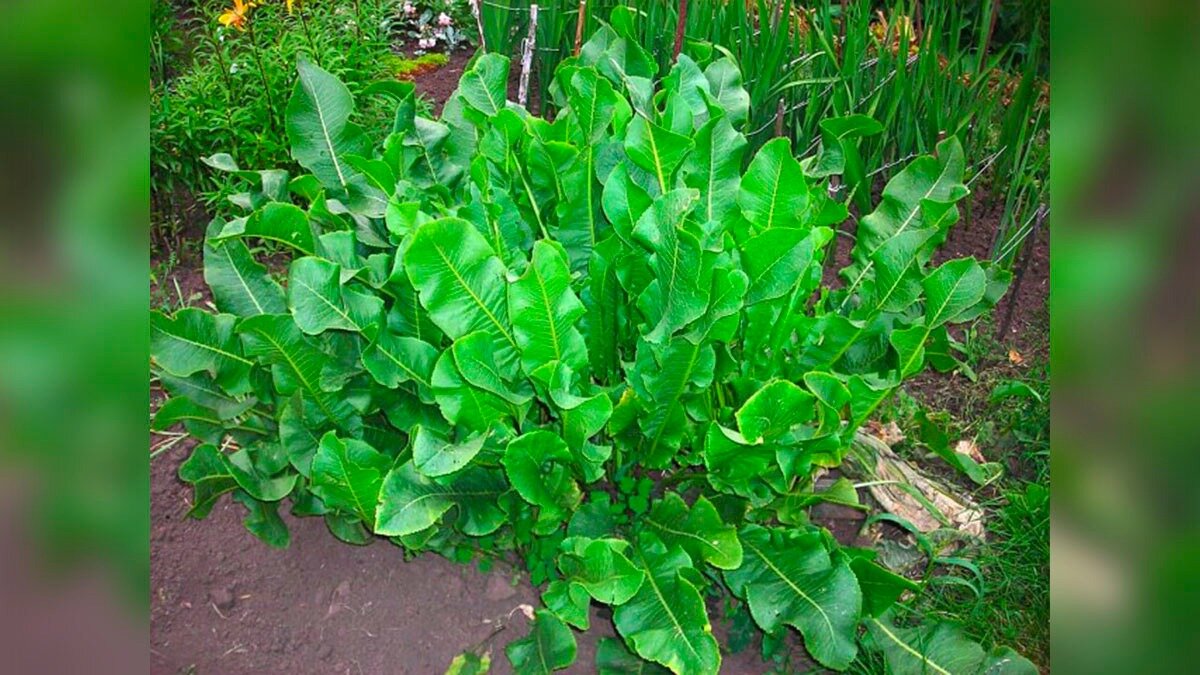 Фото:ok.ru/revolverz Листья хрена