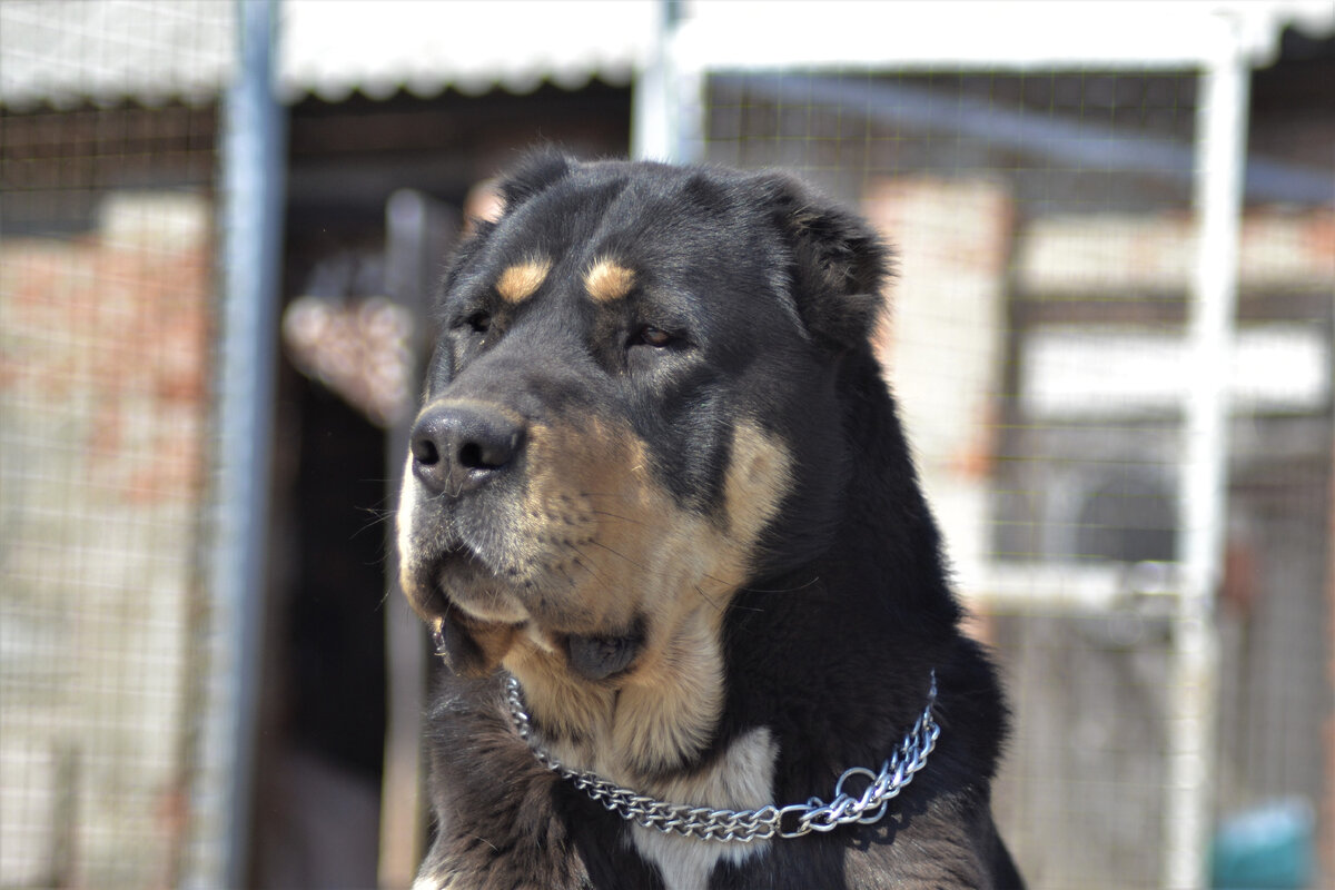 Харонушке годик (фото из личного архива)