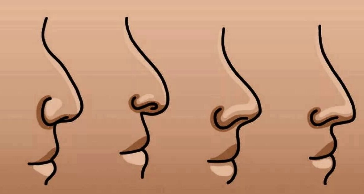 Перевернутый нос. Nose Shape (форма носа). Разные носы. Разные типы Носов.