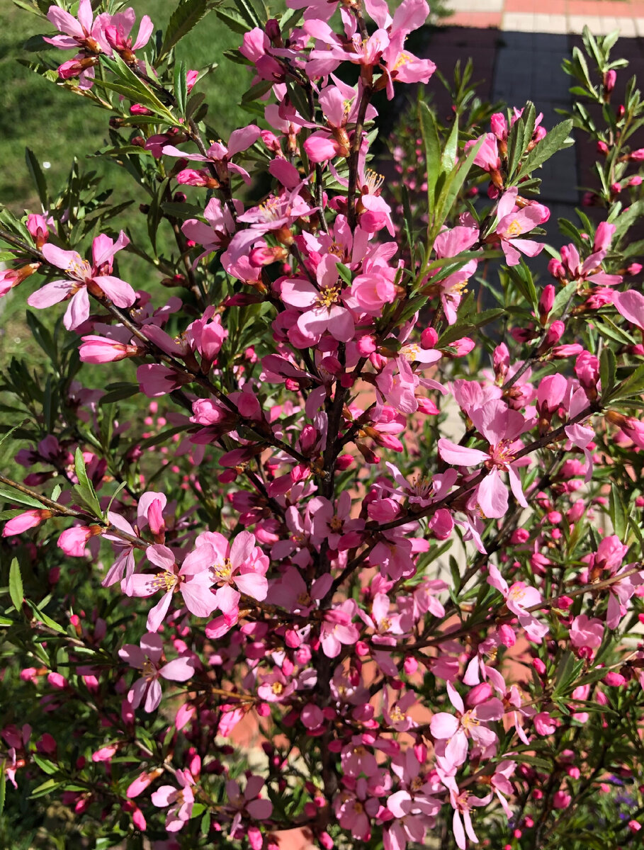 Это одна ветка