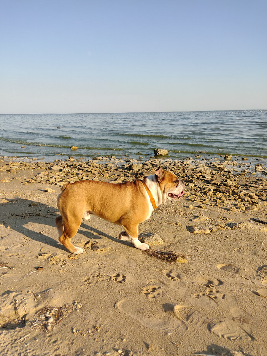 Наш опыт поездки на море с собакой. 