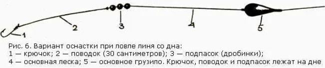 Линь летом на поплавочную удочку