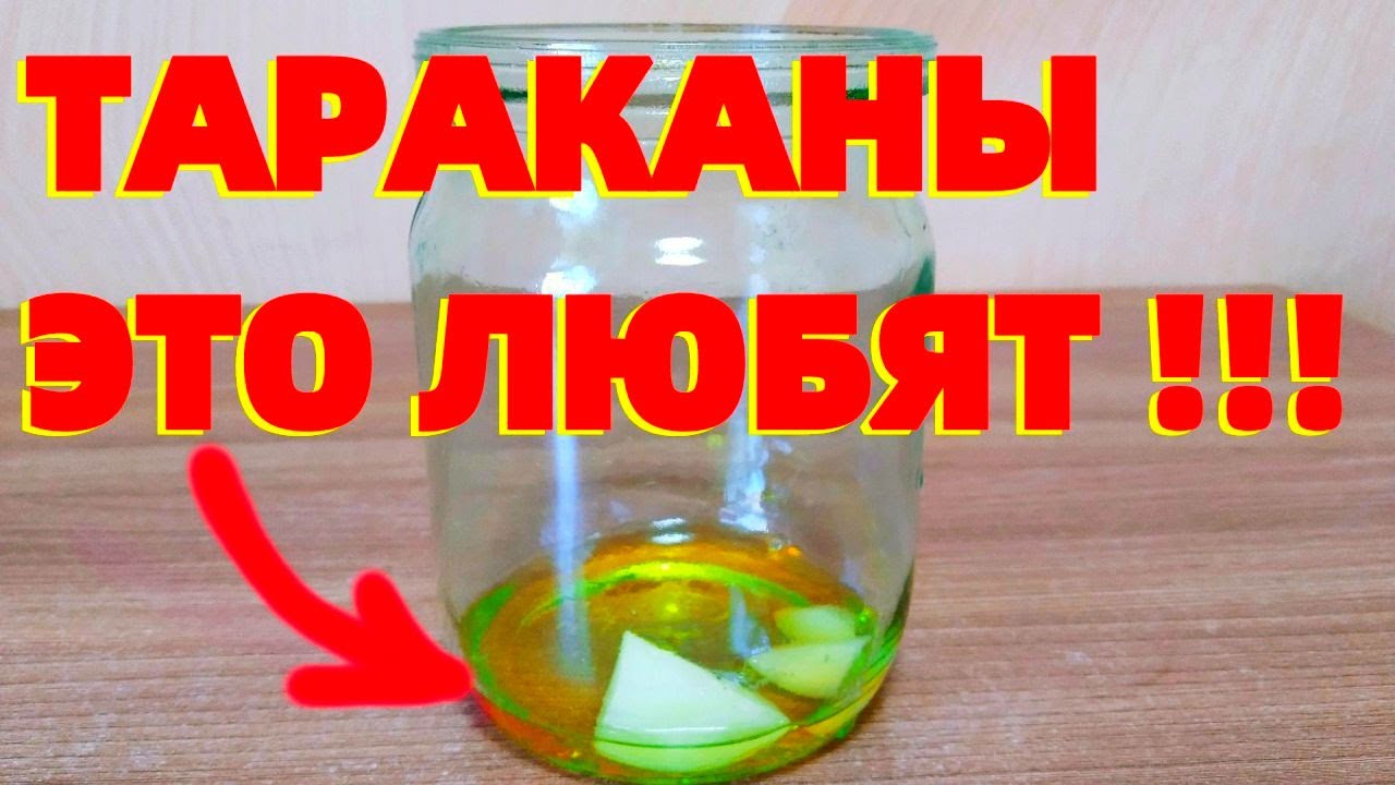 Самые эффективные ловушки для тараканов