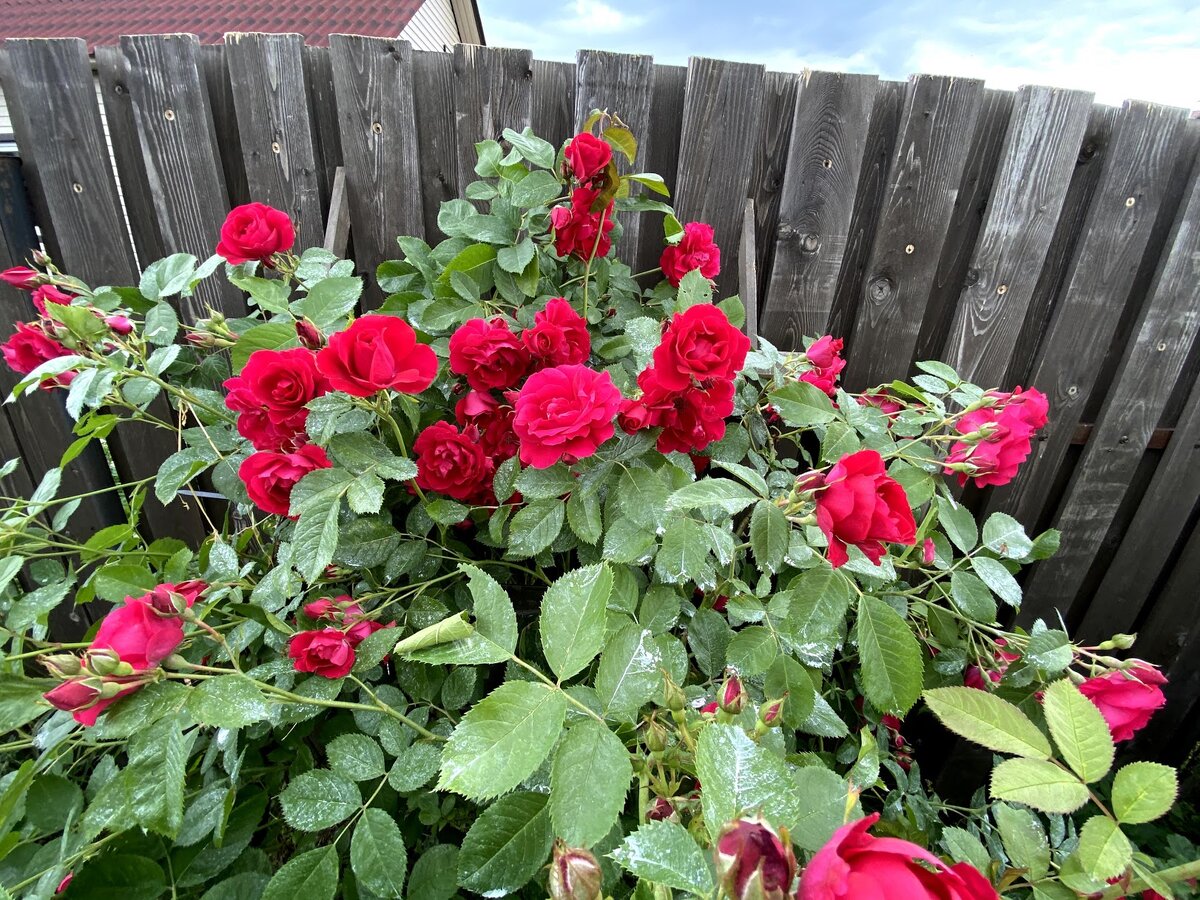 Розы после обработки мыльным раствором и золы, на листьях видна засохшая мыльная пленка