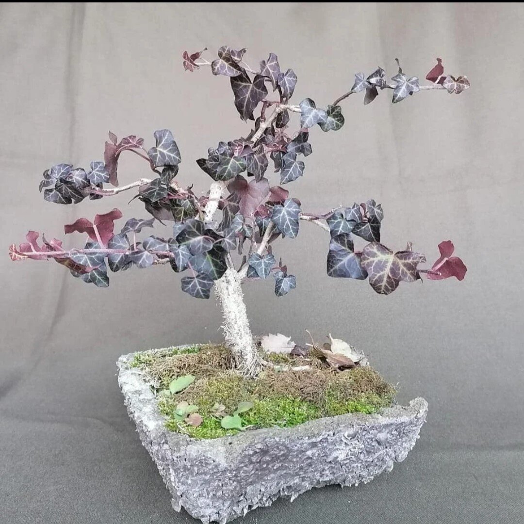 Декабрь 2020 года. Фото принадлежит автору