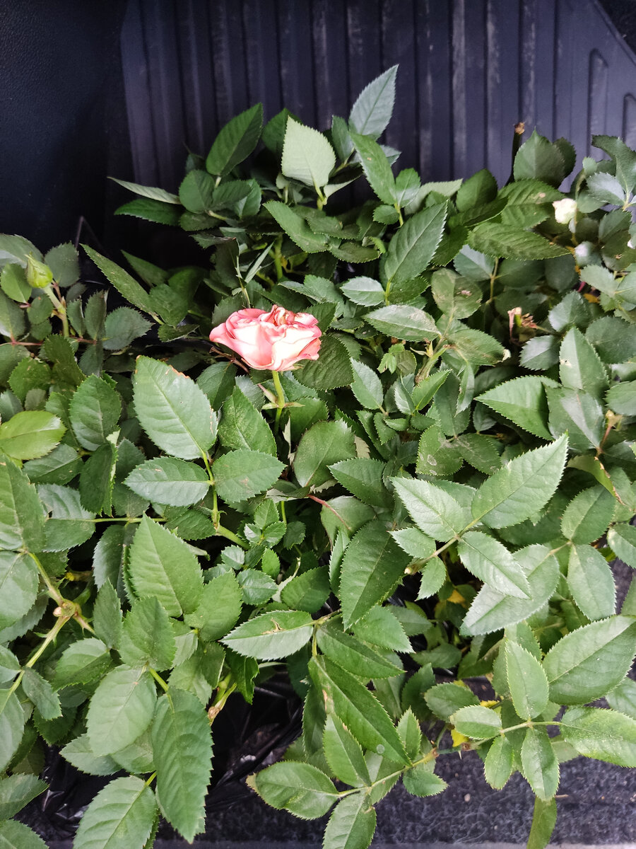 Розы в машине. 