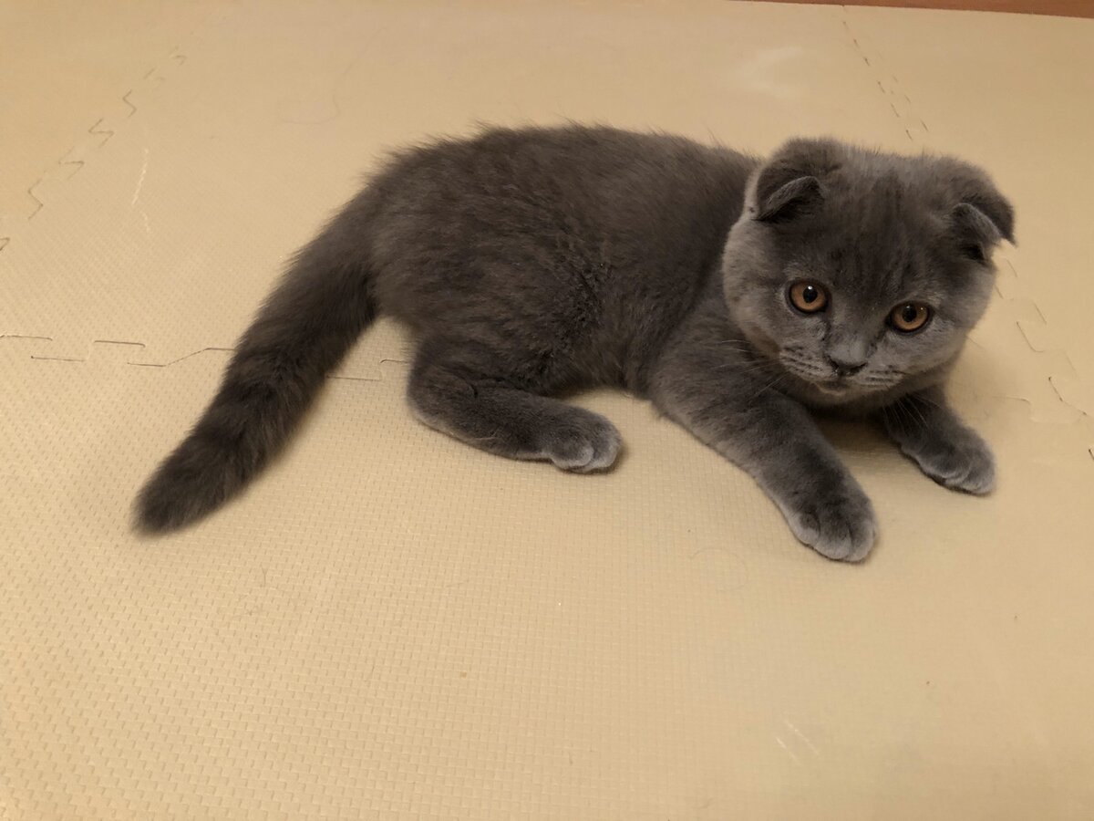 Смотрите какой замечательный хвостик, так и хочется потрогать!