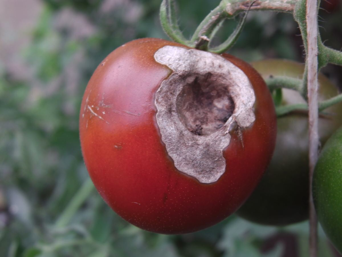Гусеницы совки в помидорах. Фото автора