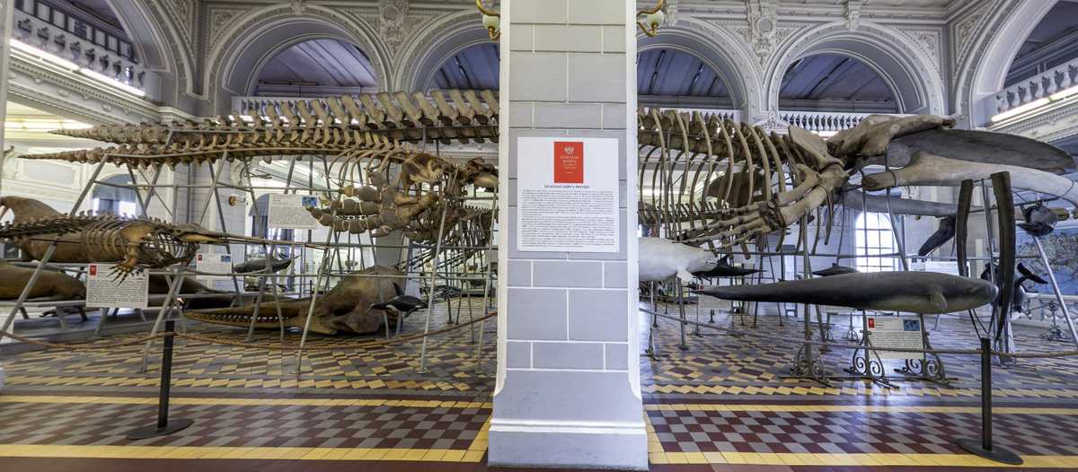 Источник фото: https://www.zin.ru/museum/virtual_tour/