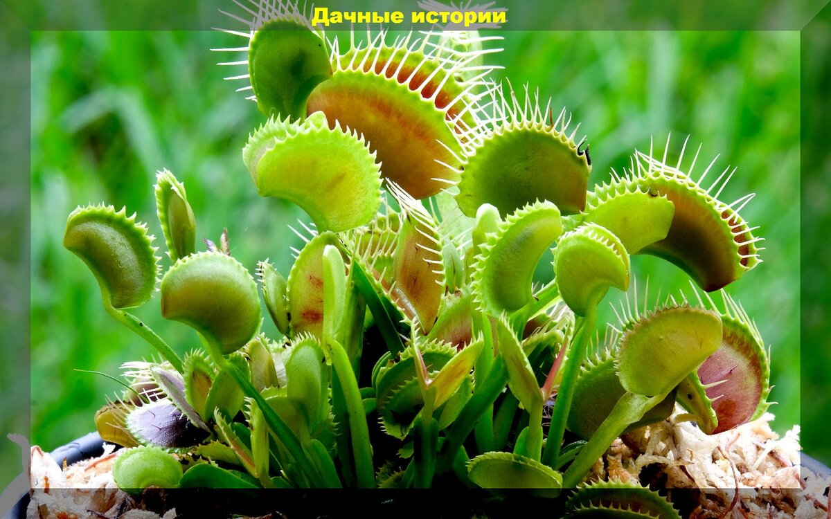 Семена венериной мухоловки. Кувшиночник непентес. Растение которое кричит. Росянка капская. Монстера деликатесная фото.