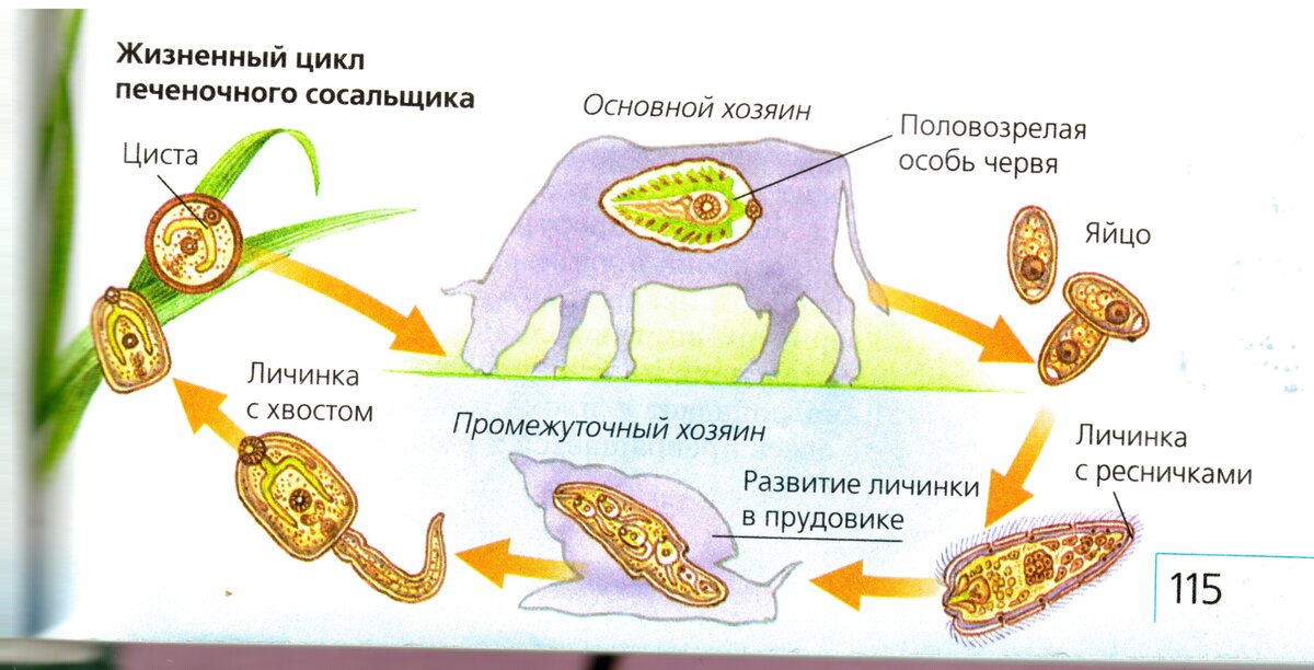 «Печеночный сосальщик: от яйца до бесконечности» — создано в Шедевруме