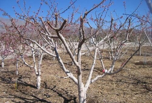 Как уберечь сад от грызунов