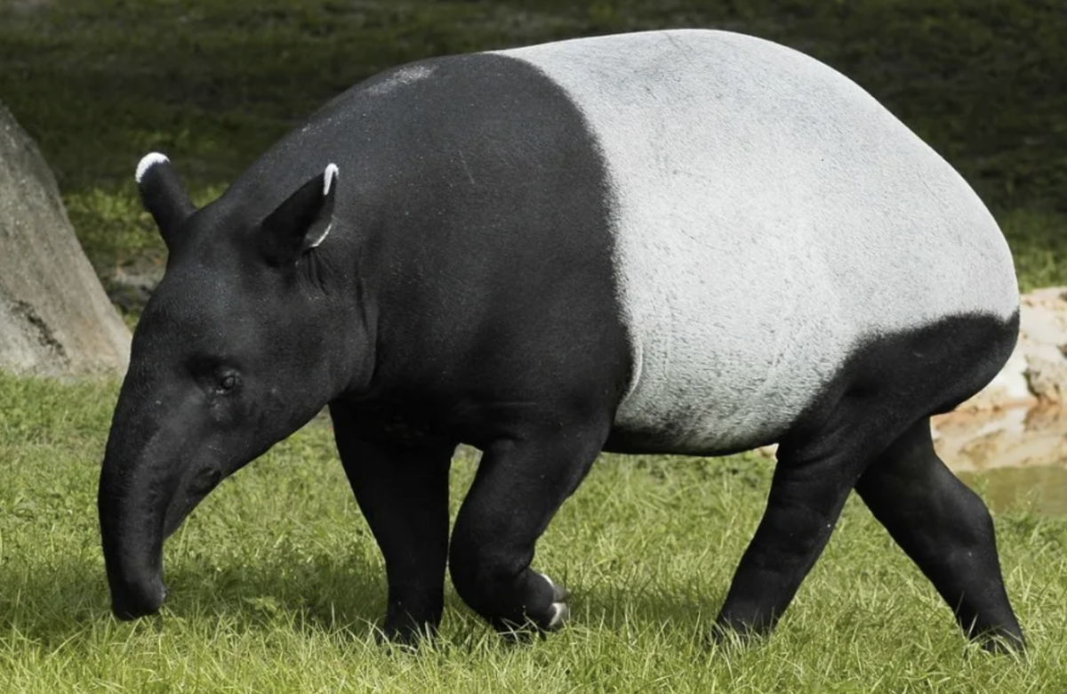 Крокодил гангский гавиал. Цвет животного 5 букв. Антилопа винторогая сайгак. Цвет животного 5 букв. Горбатый заяц агути.