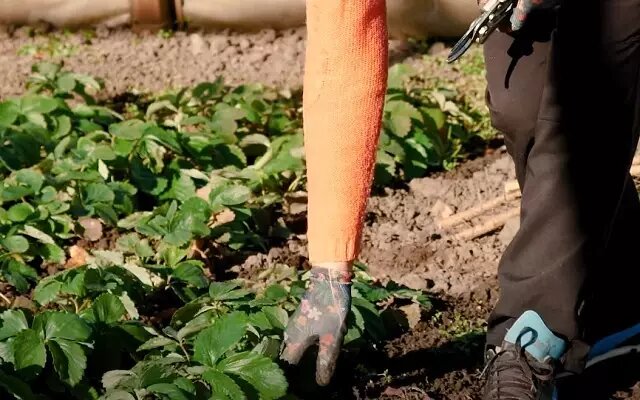 Фото: землянику укрывают на зиму, когда подмерзает верхний слой почвы.