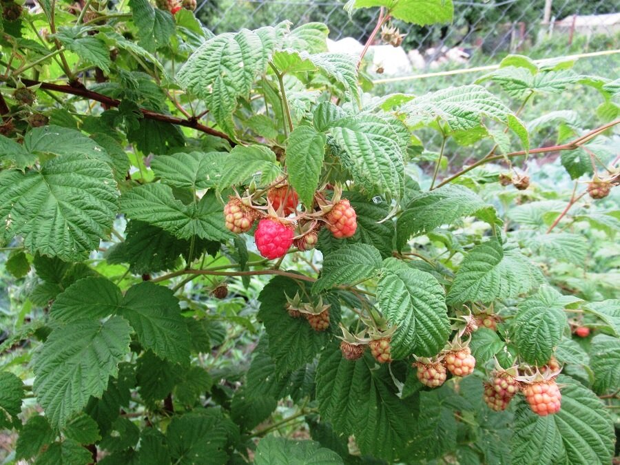 Какие осенью вносить удобрения под малину и сеять сидераты, чтобы получатьбогатый урожай ягод