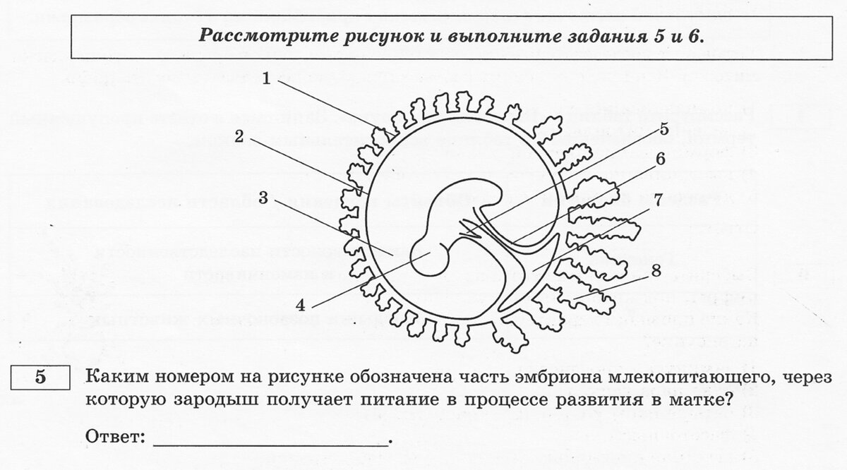 Рассмотрите рисунок зародыш