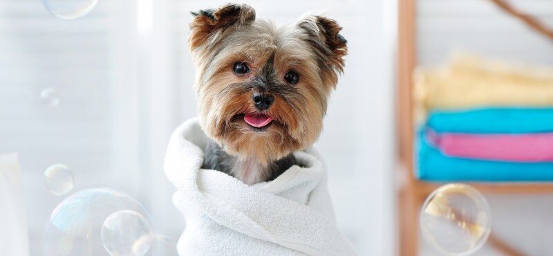 Домашний груминг кошек и собак: объяснение, советы и шаги