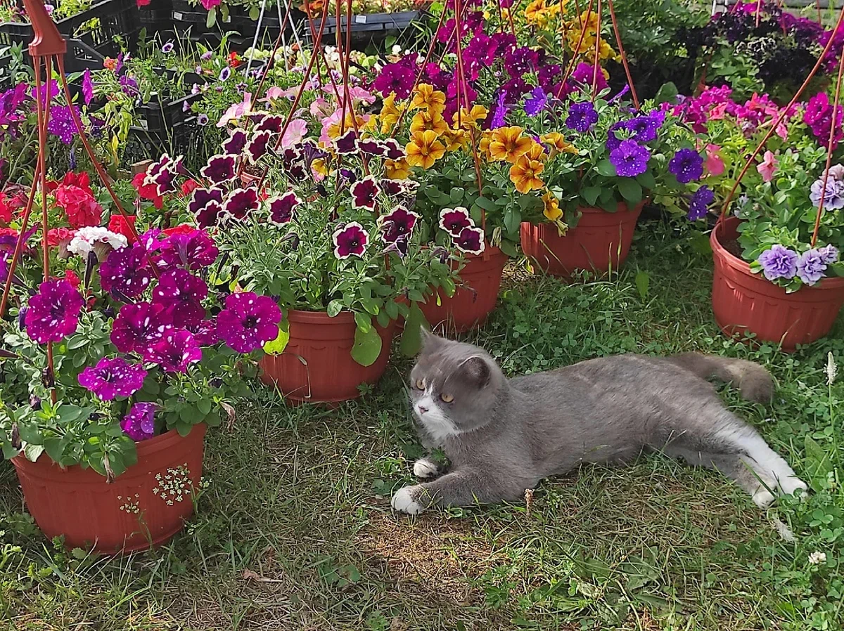 Наши цветочки