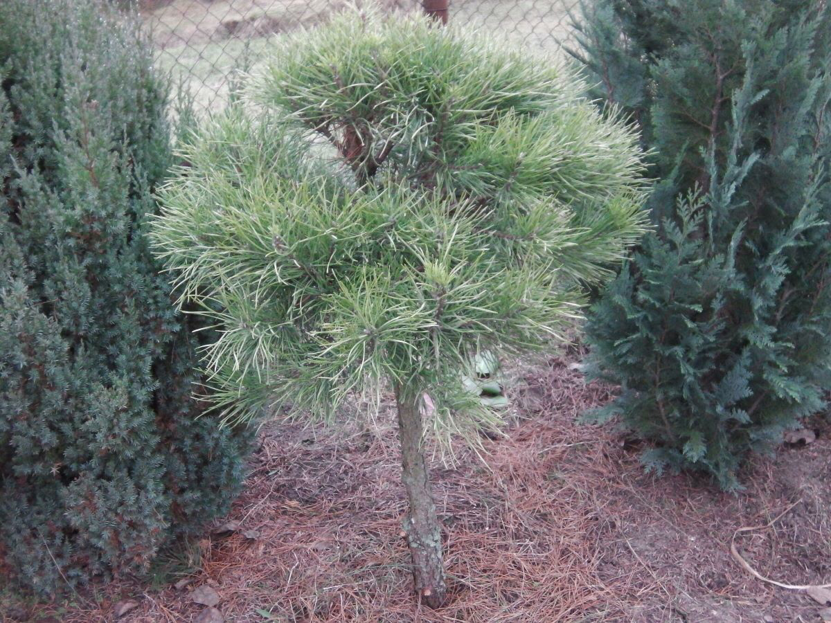 Сосна горная Парадкиссен на штамбе Pinus mugo Paradekissen