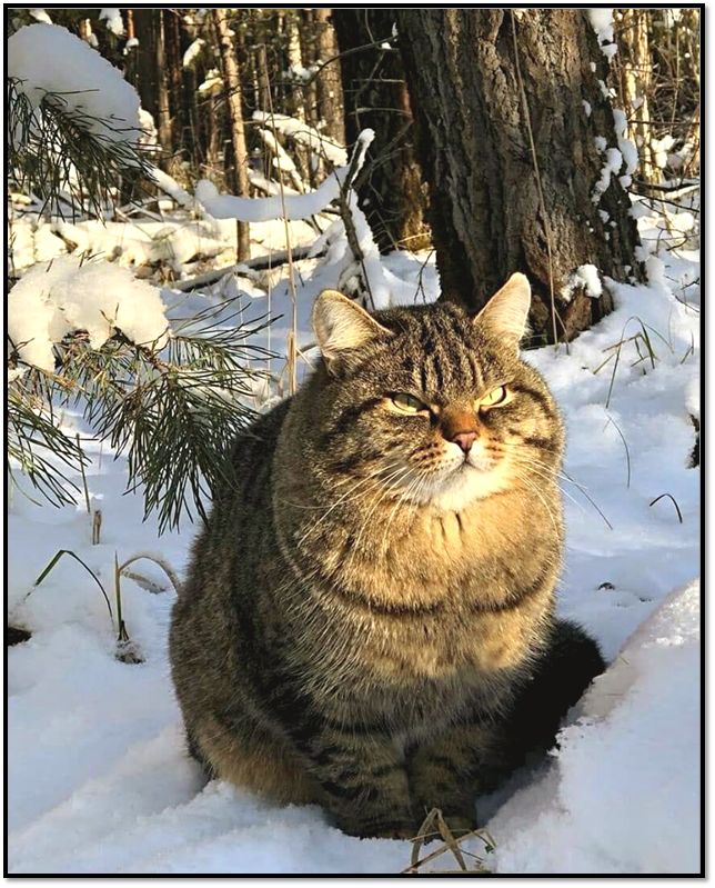 Источник: https://pikabu.ru 