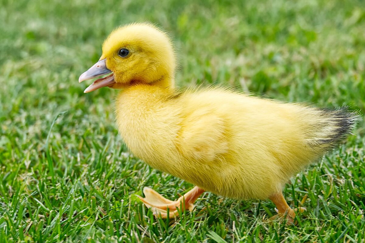 На фото: тот, кто хорошо в теле