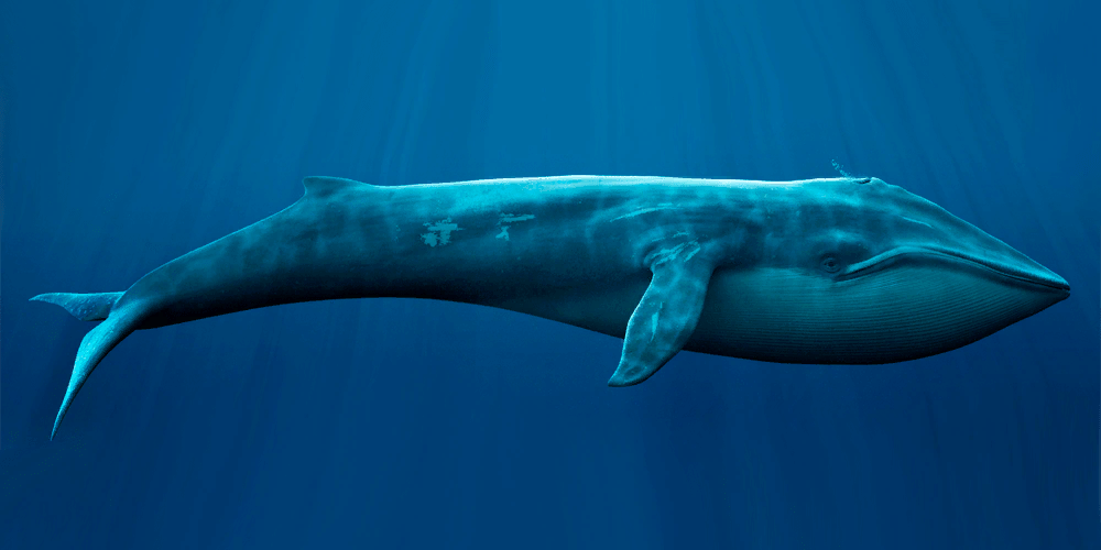 Какое млекопитающее самое крупное. Голубой кит 33 метра. Северный синий кит. Синий кит красная книга. Голубой кит Balaenoptera musculus.