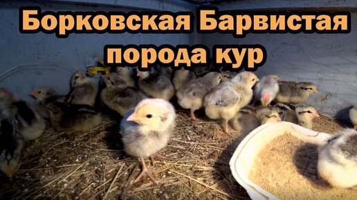 Описание Борковской Барвистой породы кур