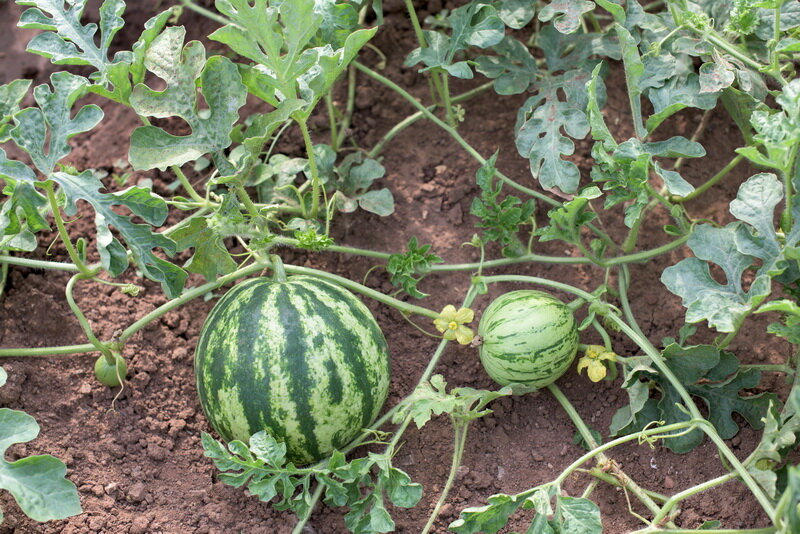 Арбузы. Иллюстрация для статьи используется по стандартной лицензии ©ofazende.com