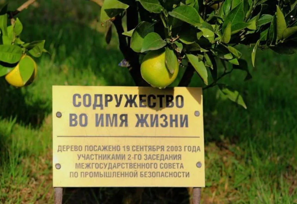 Дерево дружбы сочи карта