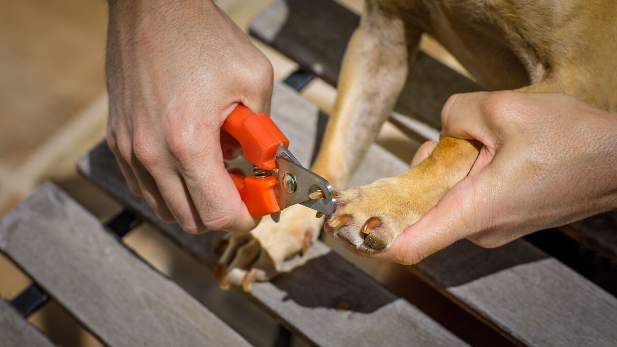 Стрижка когтей у собаки