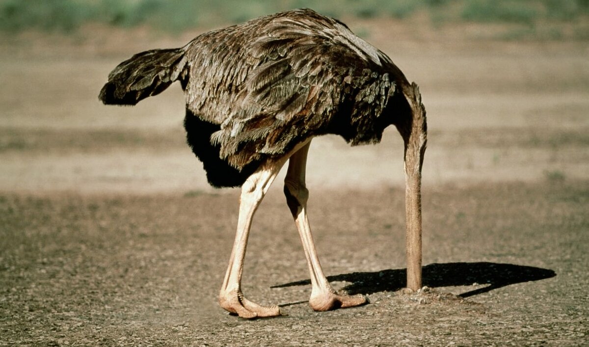 ЮС Правозащитник