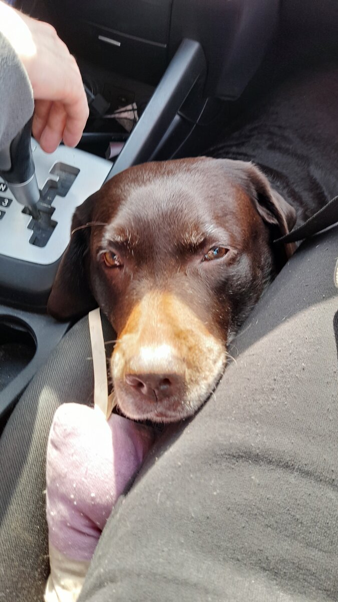 А так Ася едет на майские празники. Фото автора