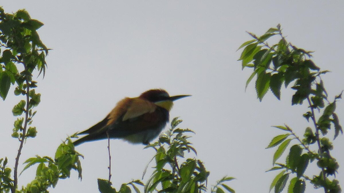 Золотистая щурка