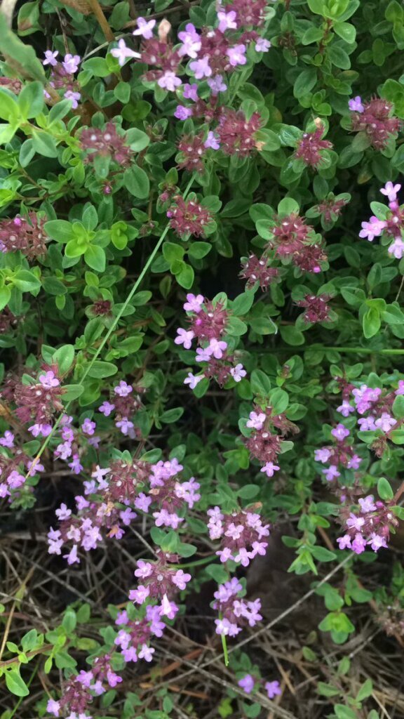 Thymus serpyllum l тимьян ползучий