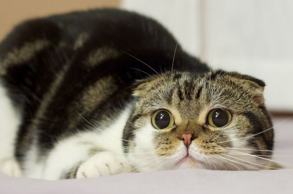 Кошка. Фото из Яндекс картинки