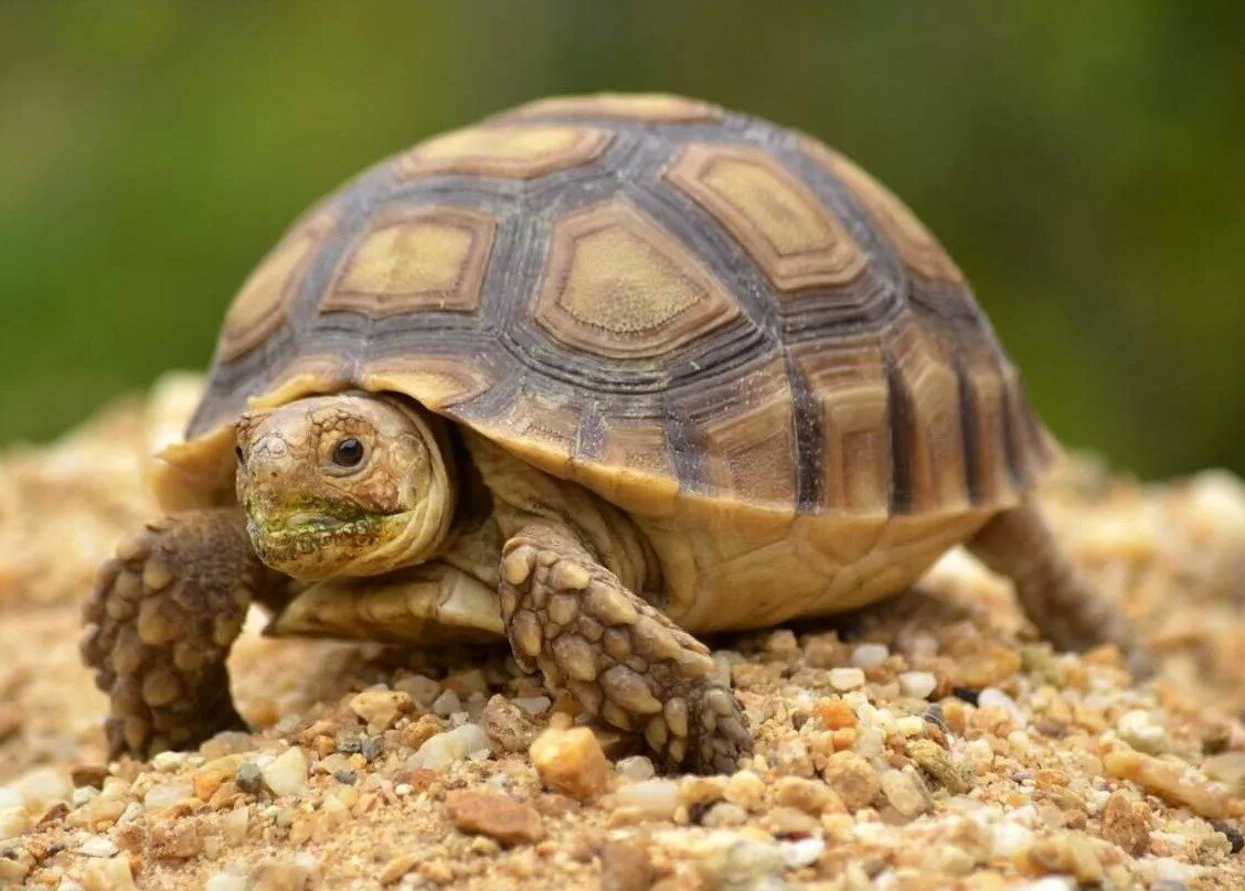 Черепахи Turtle Tortoise. Среднеазиатская черепашенок. Секо сухопуиная черепаха. Сейко сухопутная черепаха. Питомцы черепахи