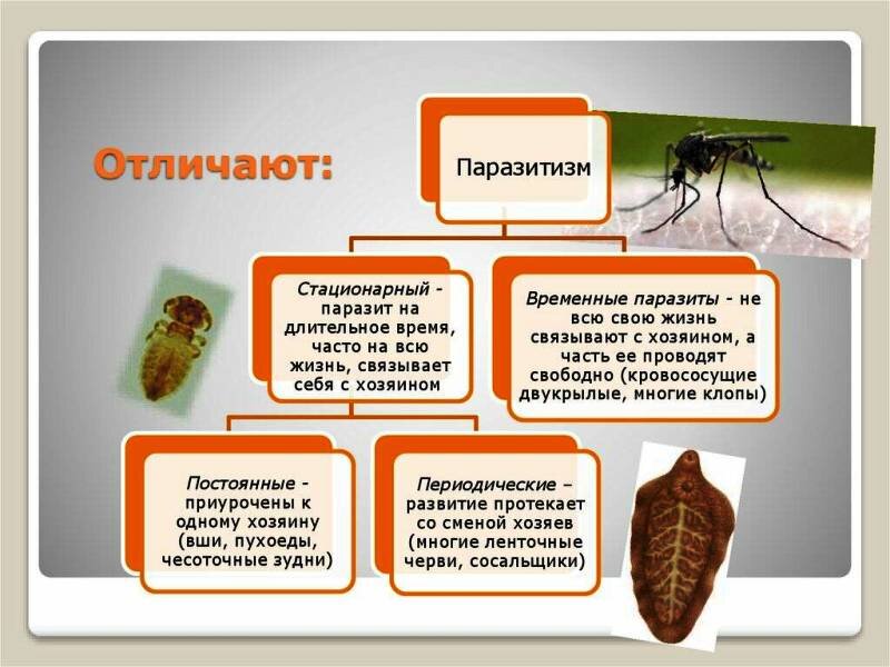 ОБЛИГАТНЫЕ ПАРАЗИТЫ