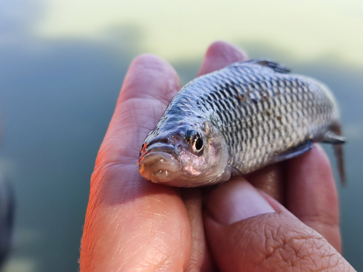 Характерная нижняя челюсть самцов