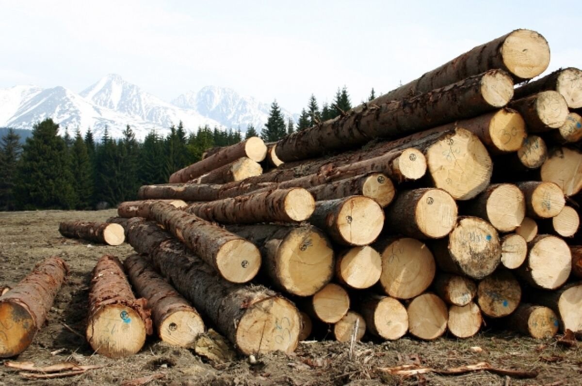    Иностранка, организовавшая вывоз из Прикамья ценного леса, получила срок