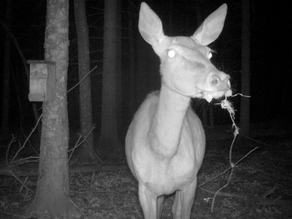     Животные с любопытство реагируют на фотоловушки. Фото: ГПУ НП Беловежская пуща