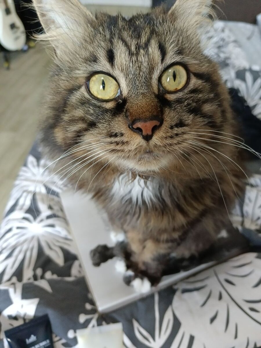 Шико не болел.))