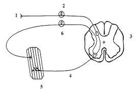 Такое замкнутое взаимодействие происходит по проприорецептивному рефлекторному кольцу.