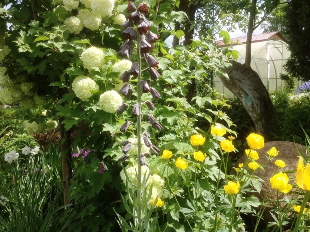 Как омолодить старую яблоню? (и сохранить) | Есть время под солнцем | Дзен